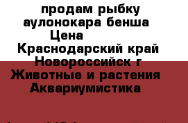 продам рыбку аулонокара бенша › Цена ­ 1 000 - Краснодарский край, Новороссийск г. Животные и растения » Аквариумистика   